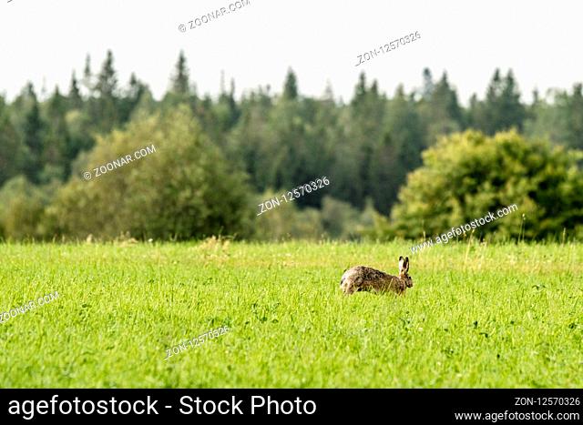 Hare on a green meadow in the spring jumping in the tall grass