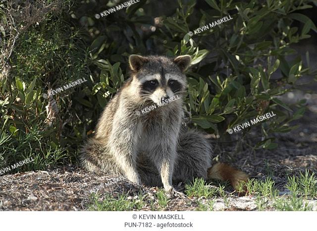 Male raccoon Procyon lator getting up, at Fort de Soto, Florida, USA