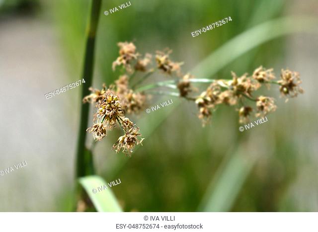 Swamp sawgrass - Latin name - Cladium mariscus