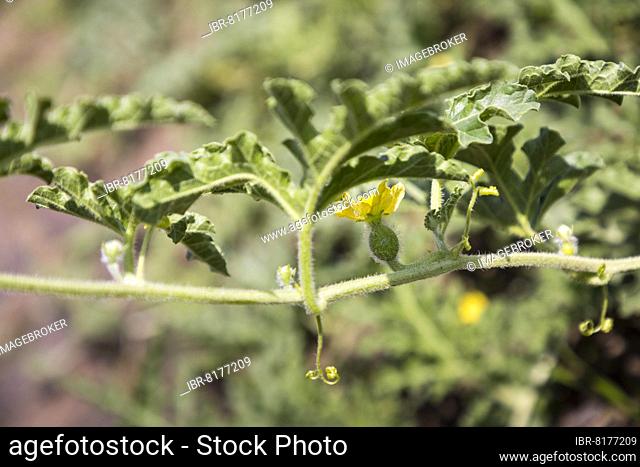 Bitter apple (Citrullus colocynthis), stem with flower and tendril, Saxony, Germany, Europe