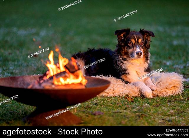 Portrait of an Australian Shepherd, by the campfire. Dog lies on fur coat at dusk