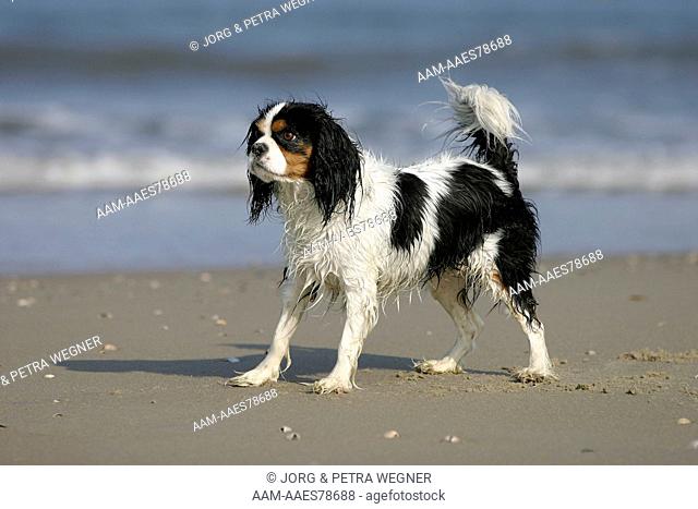 Cavalier King Charles Spaniel, tricolor, at beach