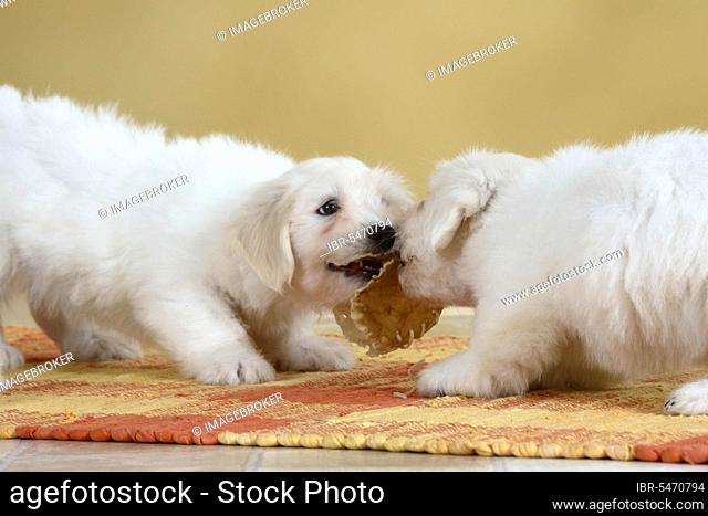 Coton de Tulear, puppies, 8 weeks, with chewing toy, chewing shoe