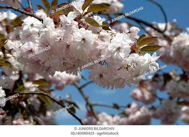 DEU, 2011: Japanese Cherry, Oriental Cherry (Prunus serrulata), flowering twig