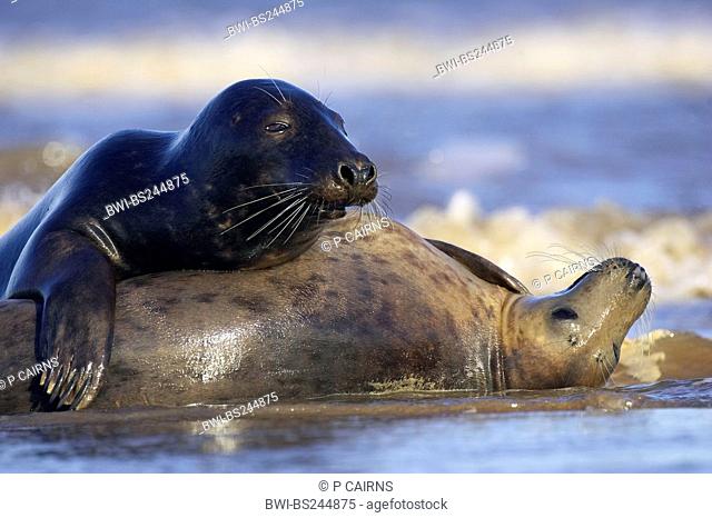 gray seal Halichoerus grypus, pair of sub-adults lying at the beach upon each other after frolicing, United Kingdom, England, Lincolnshire