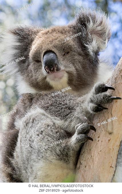 Koala closeup (Phascolarctos cinereus) Kennet river, Victoria, Australlia