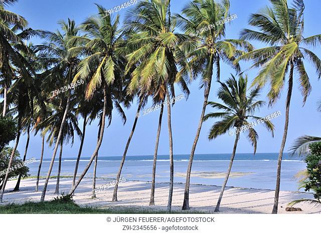 Palm-lined beach in the south of Mombasa, Ukunda, Diani Beach, Kenya