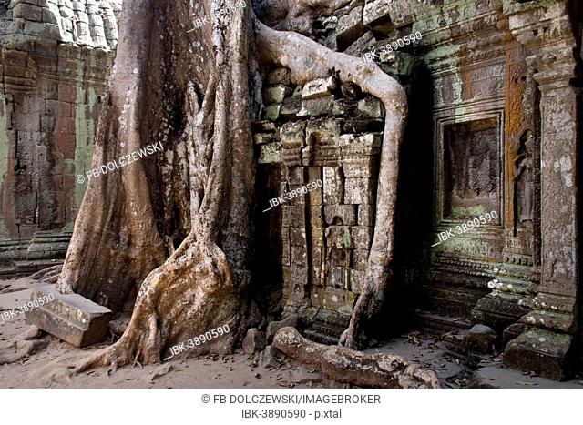 Giant Tetrameles nudiflora tree roots in the courtyard, Ta Prohm Temple, UNESCO World Heritage Site, Angkor, Siem Reap, Cambodia