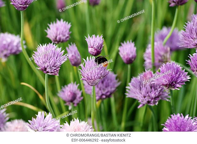 Hummel and chives