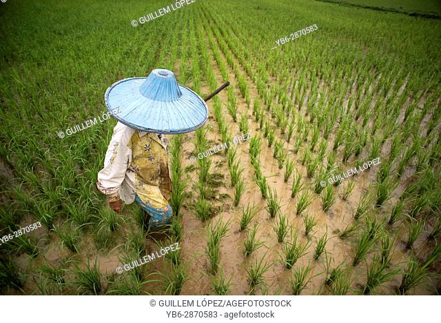 A female rice field worker at the Harau Valley, Sumatra, Indonesia