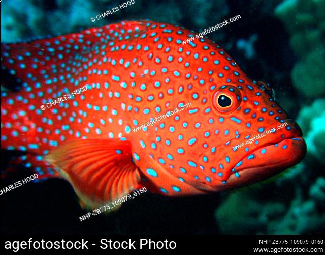 Coral Grouper  Date: 16/1/01  Ref: ZB775-109079-0160  COMPULSORY CREDIT: Oceans Image/Photoshot