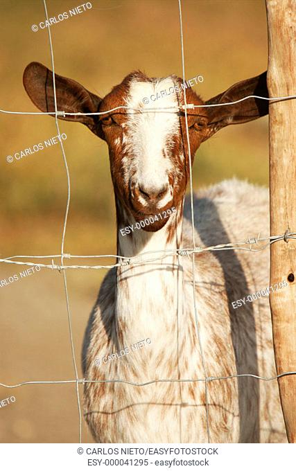 Goat looking through wire fence
