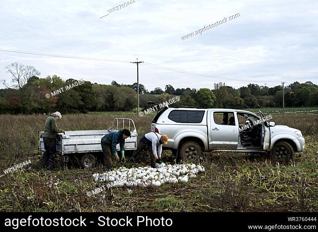 Three workers standing in a field, loading freshly picked white gourds onto a truck