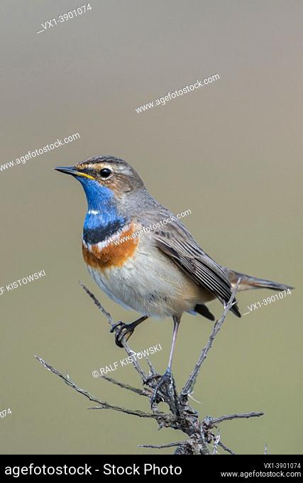 beautiful songbird. . . White-spotted Bluethroat ( Luscinia svecica ), male, perched on top of a dry seabuckthorn bush, wildlife, Europe.