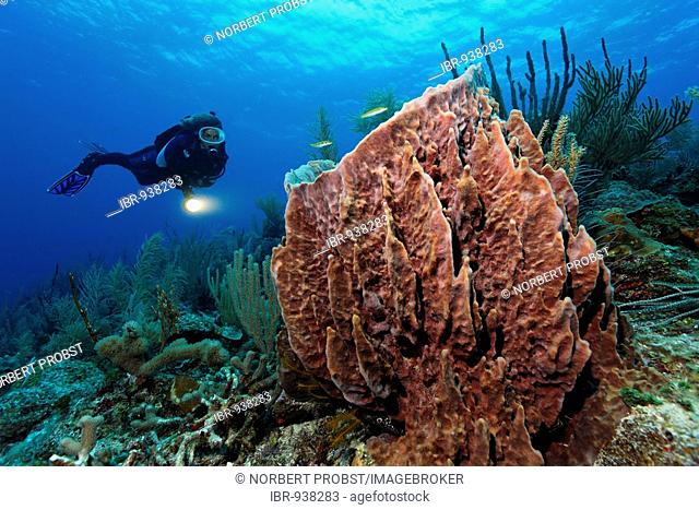 Female diver with a lamp looking at a Barrel Sponge (Xestospongia muta) in a coral reef, Hopkins, Dangria, Belize, Central America, Caribbean