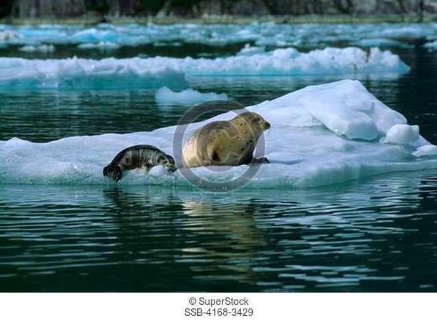 Usa, Alaska, Near Juneau, Tracy Arm, Harbor Seal With Newly Born Pup On Ice