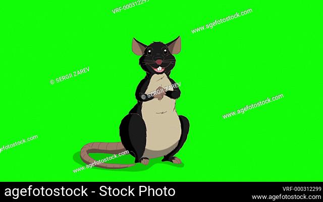 Black rat sits and laughs. Animated Looped Motion Graphic Isolated on Green Screen