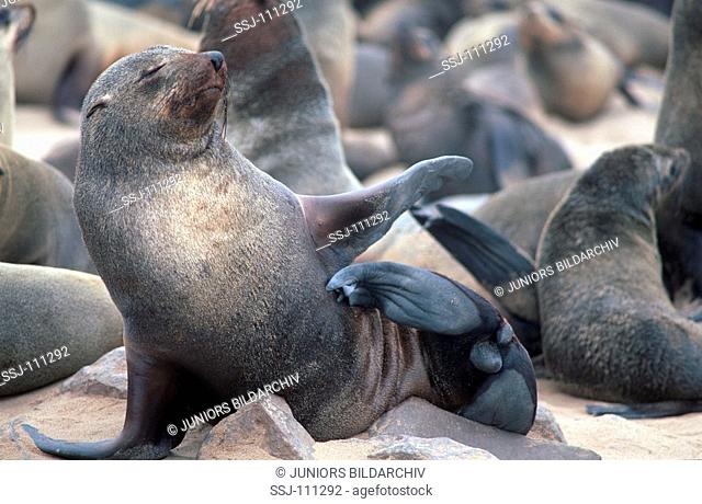 South African fur seal / Arctocephalus pusillus