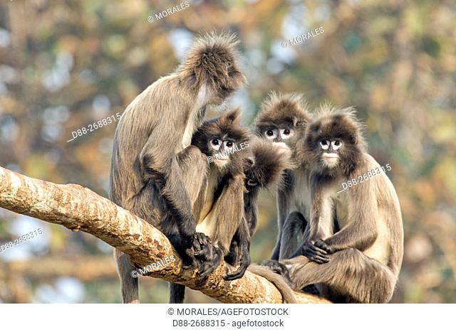 South east Asia, India, Tripura state, Phayre's leaf monkey or Phayre's langur (Trachypithecus phayrei)