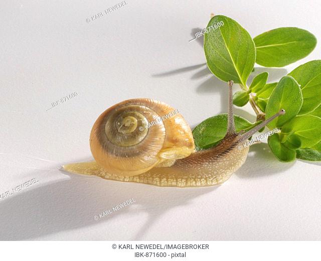 White-lipped Snail (Cepaea hortensis) on Citrus Thyme