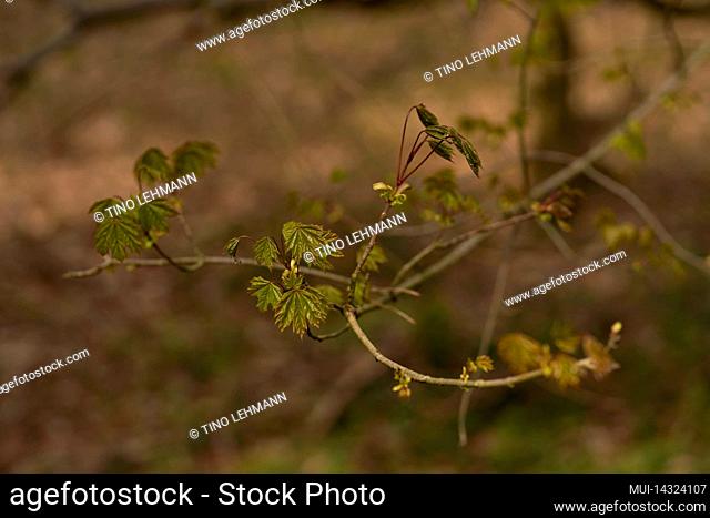 Young maple tree in spring in the forest with first leaves of the year, shallow depth of field, beautiful fuzzy bokeh