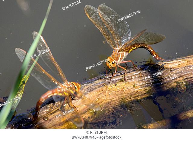 brown aeshna, brown hawker, great dragonfly (Aeshna grandis), females laying eggs, Germany, Bavaria