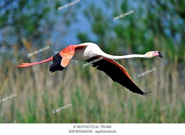 Greater flamingo, American flamingo, Caribbean Flamingo (Phoenicopterus ruber ruber), starting for flying off, USA, Florida, Everglades National Park