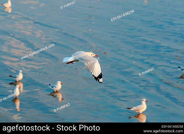 Seagulls flying in the blue sky, Seagulls are medium sized birds. The tip of the wing feathers are black