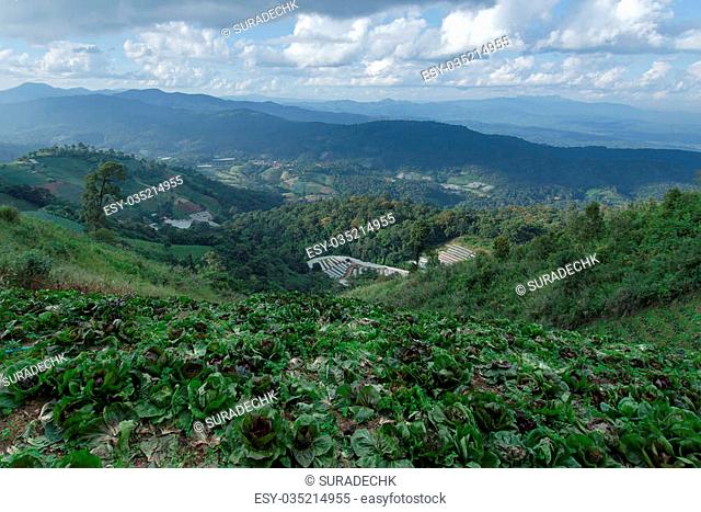 Top view of Mon Jam (Thai local name) mountain with cabbage farm and chair in Chiangmai Thailand