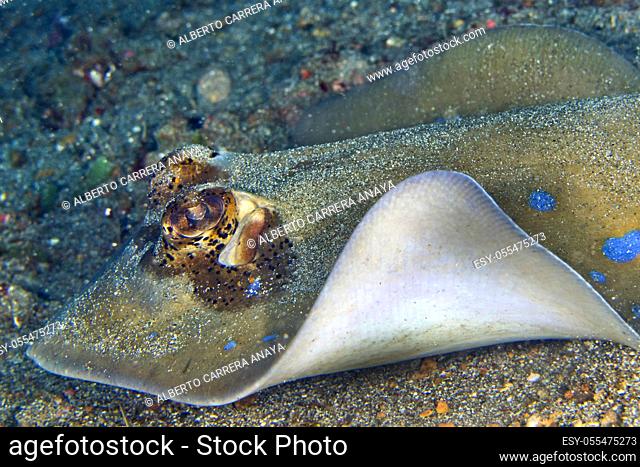 Blue-spotted Ribbontail Ray, Taeniura lymna, Lembeh, North Sulawesi, Indonesia, Asia