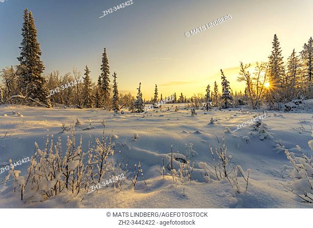 Winter landscape in direct light, nice warm color from afternoon light, snowy trees, Gällivare, Swedish Lapland, Sweden