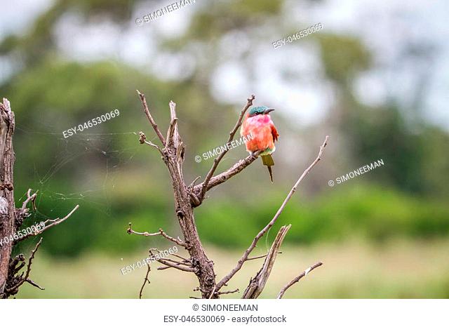Southern carmine bee-eater sitting on a branch in the Okavango Delta, Botswana