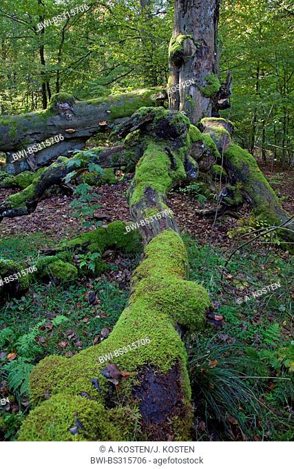 common beech (Fagus sylvatica), dead beech in Urwald Sababurg, Germany, Hesse, Reinhardswald