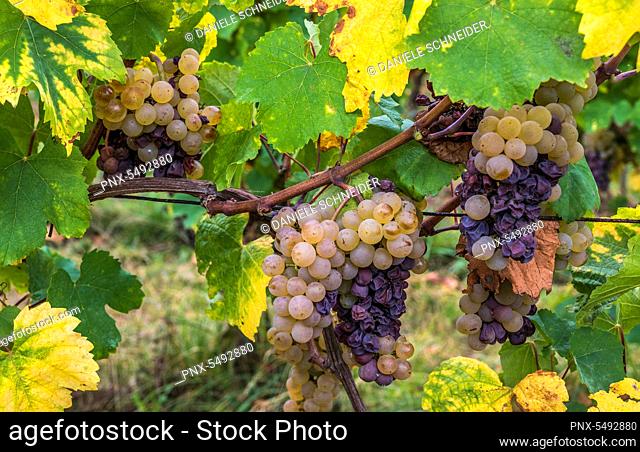 France, Alsace, Wine Route, vineyard in Niedermorschwirh, pinot gris grape variety