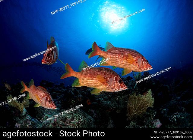 giant squirrelfish, Sargocentron spiniferum, Aldabra Atoll, Natural World Heritage Site, Seychelles, Indian Ocean  Date: 22/11/2005   Ref: ZB777-109152-0006...