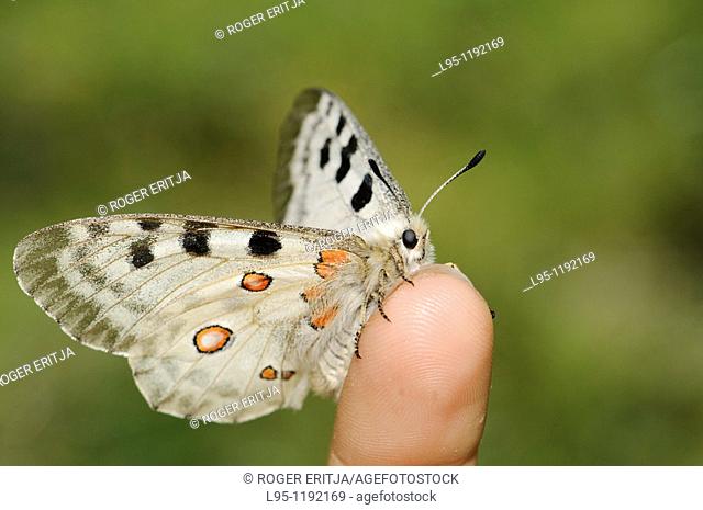 Parnassius apollo is in Southern Europe confined to high mountain areas mostly in the Pyrenees where it was confined at the end of the glacial era  It is a...