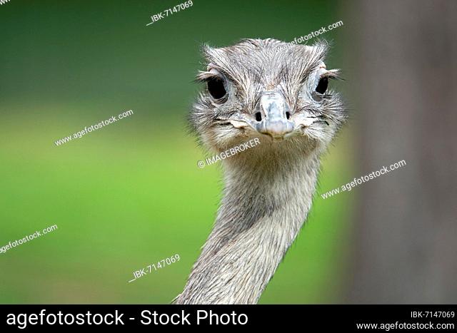 Greater rhea (Rhea americana), adult bird, portrait, home: northeast Brazil, eastern Bolivia to Argentina, captive, North Rhine-Westphalia, Germany, Europe