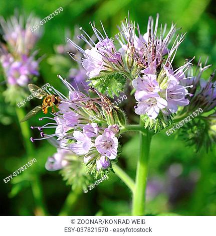 Inflorescence of Phacelia with flying bee