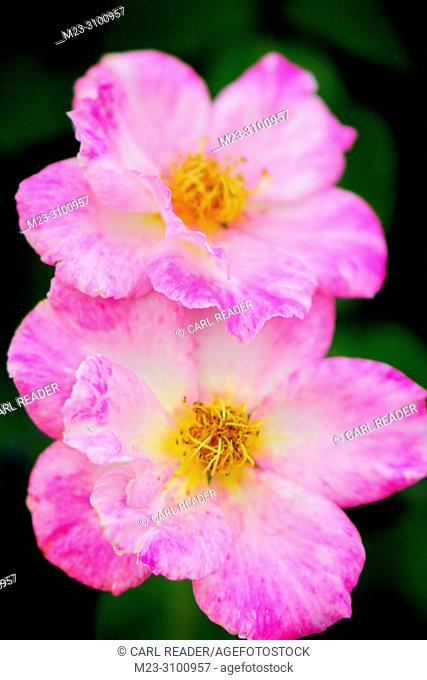 A pair of pink roses in soft focus, Pennsylania, USA