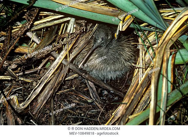 Stewart Island Brown Kiwi / Tokoeka - emerging from sleeping quarters (Apteryx australis)
