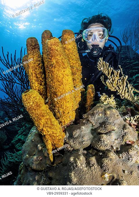Caribbean Sea Los Roques, woman Scuba-Diver Tour, Underwater, Venezuela, Yellow Tube Sponge -Aplysina fistularis-