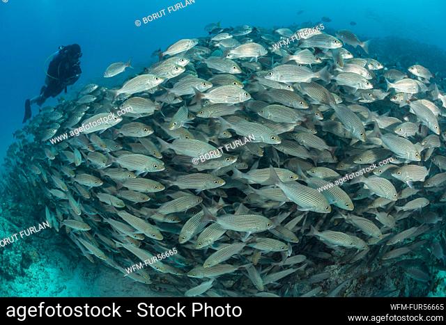 Scuba Diver over schooling Spottail Grunts, Haemulon maculicauda, La Paz, Baja California Sur, Mexico