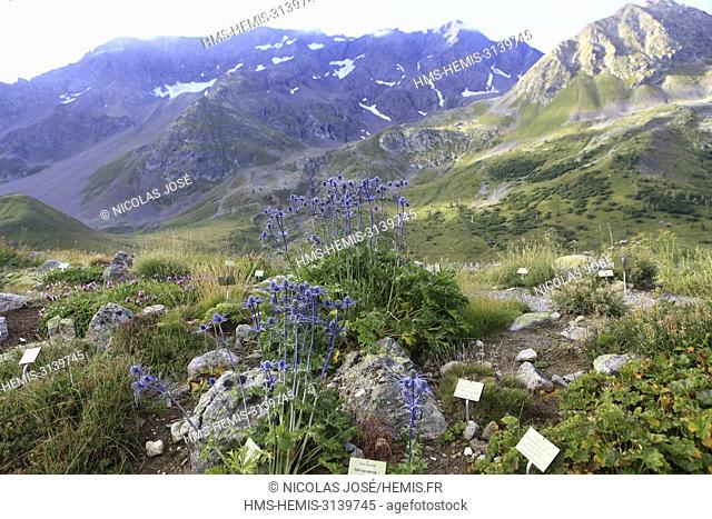 France, Hautes Alpes, Villar d'Arene, Col du Lautret, Alpine botanical garden of Lautaret, Blue thistle of the Alps