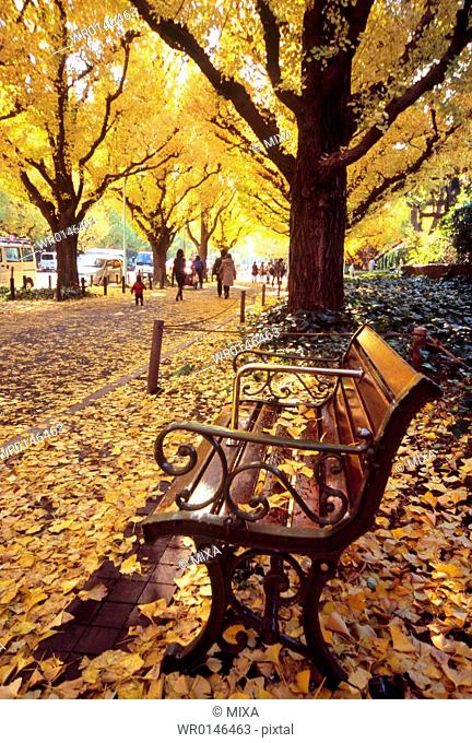Bench and Autumn Leaves, Minato, Tokyo, Japan