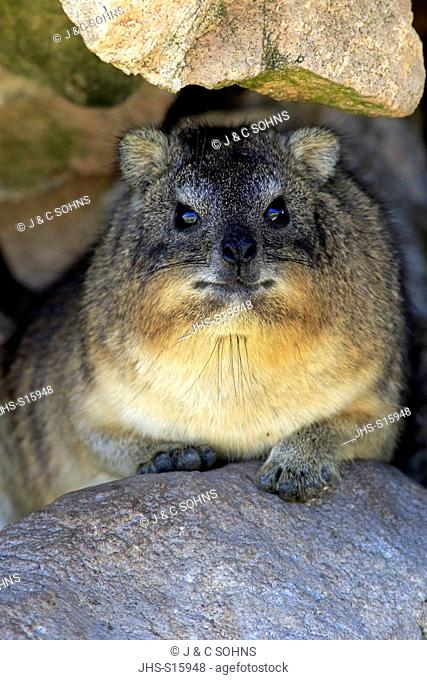 Rock Dassie, (Procavia capensis), adult portrait at den, Betty's Bay, Western Cape, South Africa, Africa