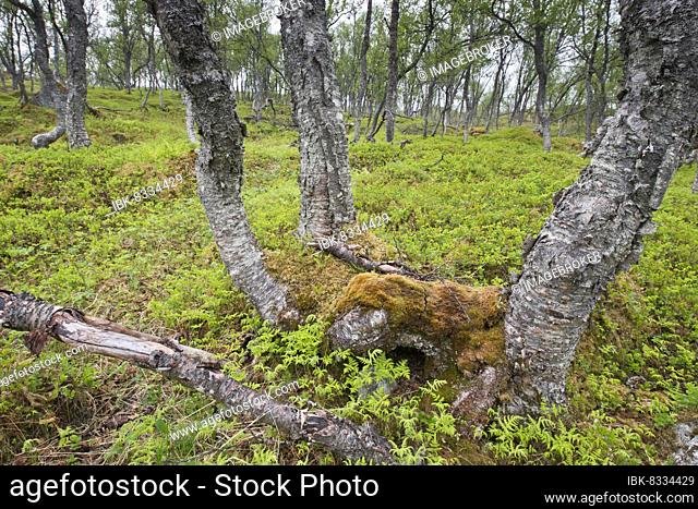 Birch (Betula pendula) forest, Lofoten, Norway, Europe