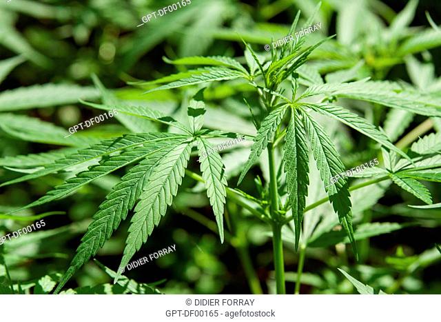CLOSE-UP OF A CANNABIS PLANT GROWING IN A CLANDESTINE MARIJUANA PLANTATION IN NINE MILE VILLAGE, JAMAICA, THE CARIBBEAN