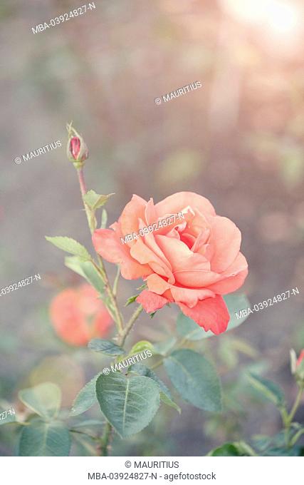 orange vintage rose