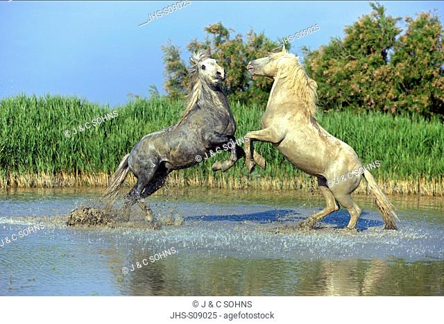 Camargue Horse, Equus caballus, Saintes Marie de la Mer, France, Europe, Camargue, Bouches du Rhone, stallions fighting in water