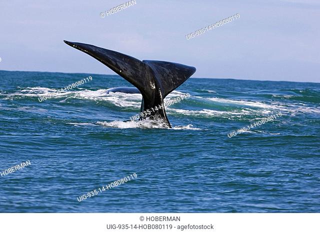Southern right whale, near Gansbaai, Western Cape